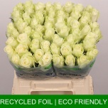 Roos 40cm Athena