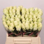 Roos 40cm Athena