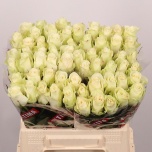 Roos 40cm Athena