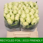 Roos 40cm Athena