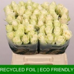 Roos 40cm Athena