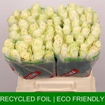 Roos 40cm Athena