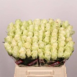 Roos 40cm Athena
