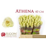 Roos 40cm Athena