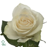 Roos 50cm Athena