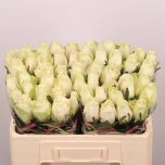 Roos 50cm Athena