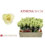 Roos 50cm Athena
