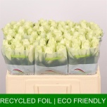 Roos 50cm Athena