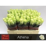 Roos 50cm Athena