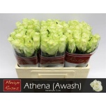 Roos 50cm Athena