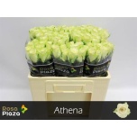Roos 50cm Athena