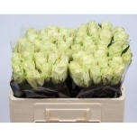 Roos 50cm Athena