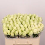 Roos 50cm Athena