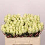 Roos 50cm Athena