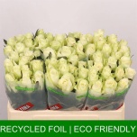 Roos 50cm Athena