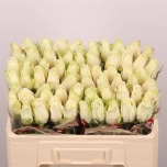 Roos 50cm Athena