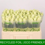 Roos 50cm Athena