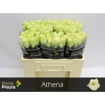 Roos 50cm Athena (NINI)