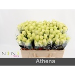 Roos 50cm Athena (NINI)