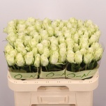 Roos 60cm Athena