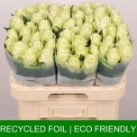 Roos 60cm Athena