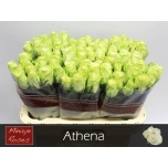 Roos 60cm Athena