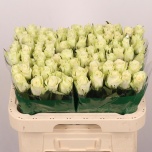 Roos 60cm Athena