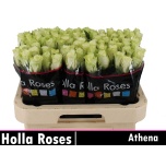 Roos 60cm Athena