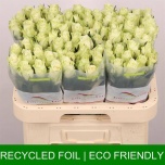Roos 60cm Athena