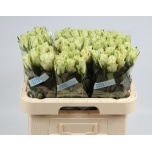 Roos 60cm Athena (Ethiodream)