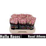 Roos 60cm Athena (Holla Roses)