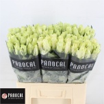 Roos 60cm Athena (Panocal)