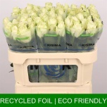 Roos 70cm Athena