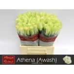 Roos 70cm Athena