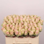 Roos 50cm Pink Athena