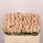 Roos 50cm Pink Athena