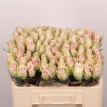 Roos 50cm Pink Athena