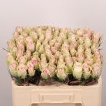 Roos 50cm Pink Athena