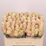 Roos 50cm Pink Athena