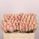 Roos 50cm Pink Athena