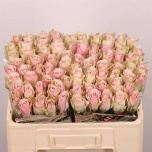 Roos 50cm Pink Athena