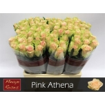 Roos 60cm Pink Athena