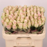 Roos 60cm Pink Athena