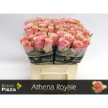 Roos 40cm Athena Royale