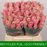 Roos 40cm Athena Royale