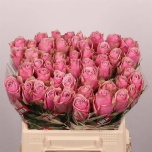 Roos 40cm Athena Royale