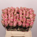 Roos 40cm Athena Royale