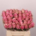 Roos 40cm Athena Royale