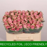 Roos 50cm Athena Royale