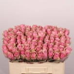 Roos 50cm Athena Royale